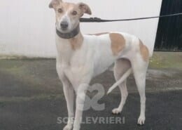 Aubrey Greyhound