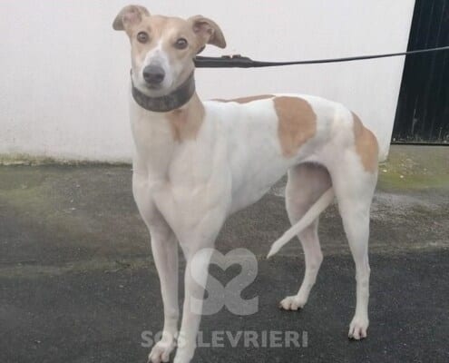 Aubrey Greyhound