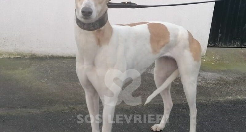 Aubrey Greyhound