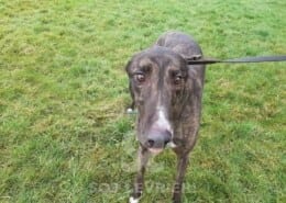 Barry 2 Greyhound