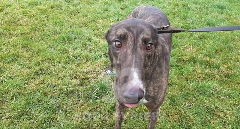 Barry 2 Greyhound