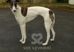 Brenda 2 Greyhound