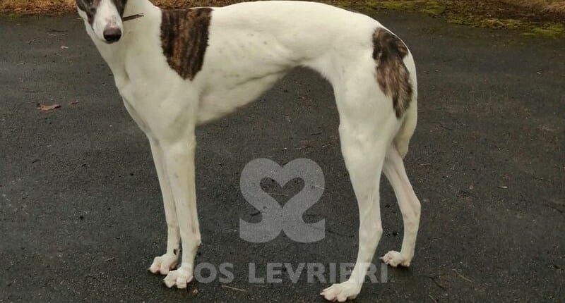 Brenda 2 Greyhound