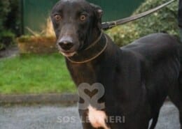 Champ Greyhound