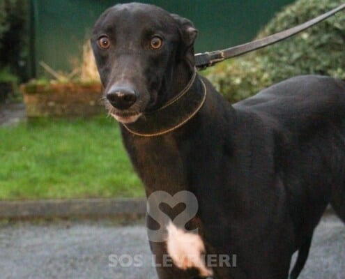 Champ Greyhound