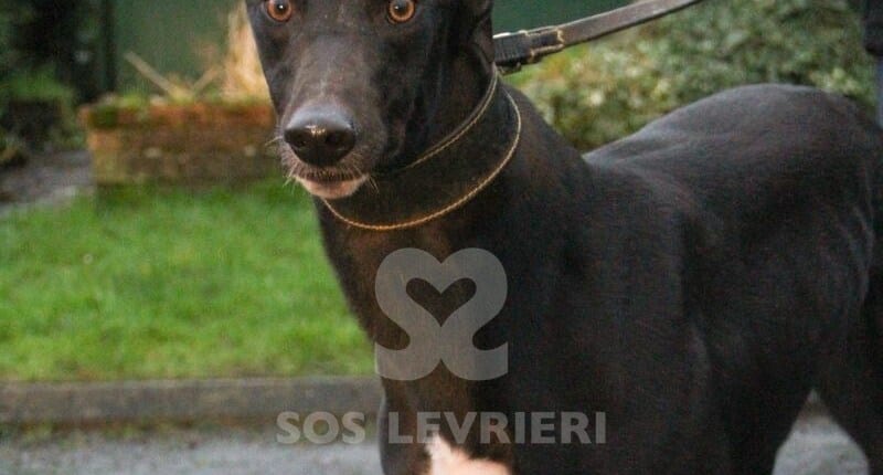 Champ Greyhound