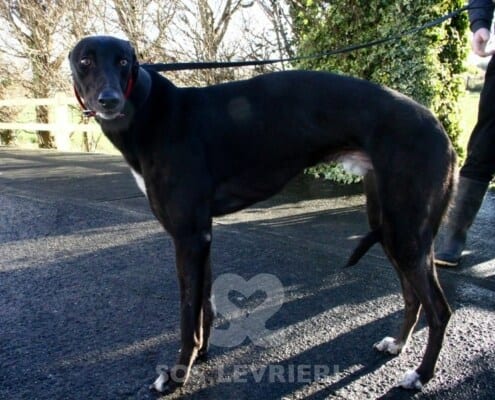 Champ Greyhound