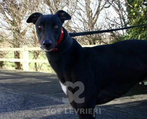 Champ Greyhound