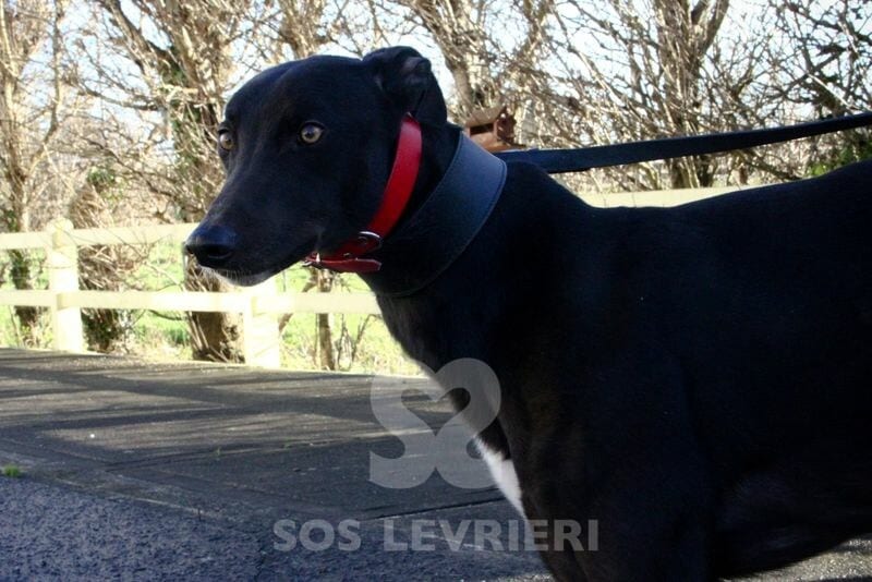 Champ Greyhound