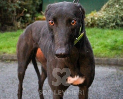 Champ Greyhound
