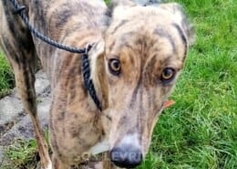 Evan 2 Greyhound