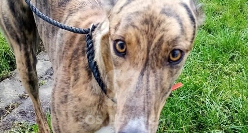 Evan 2 Greyhound