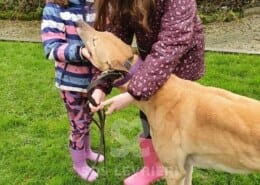 Flash 3 Greyhound