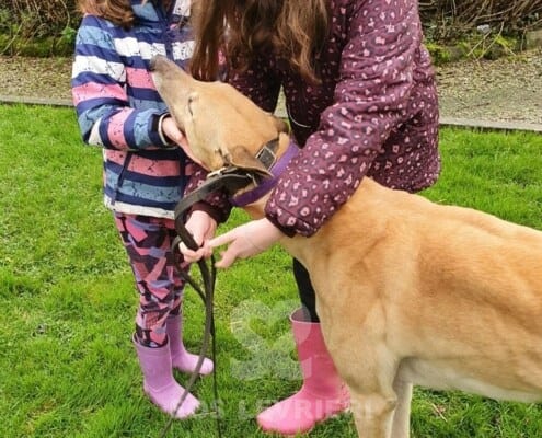 Flash 3 Greyhound