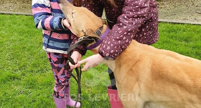 Flash 3 Greyhound