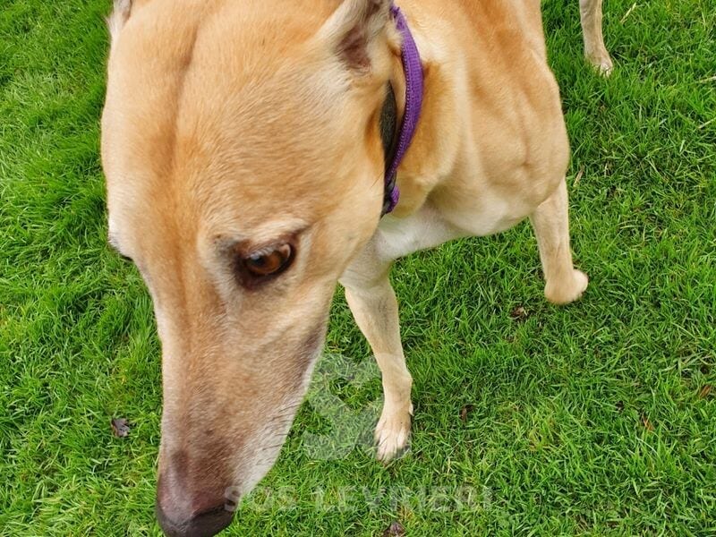 Flash 3 Greyhound