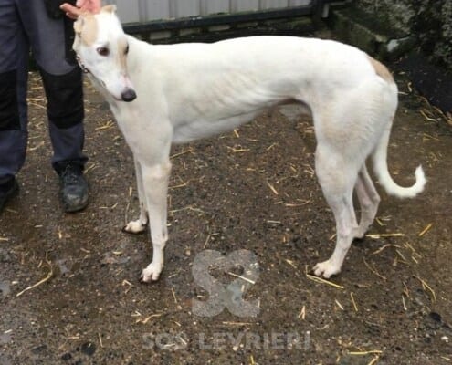 Flash 4 Greyhound