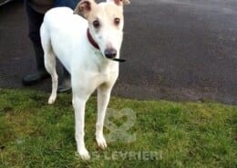 Tommy 4 Greyhound