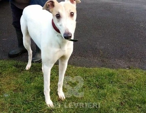 Tommy 4 Greyhound