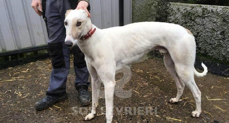 Flash 4 Greyhound