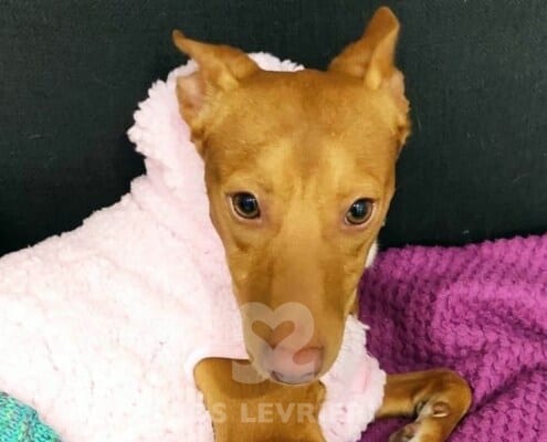 Guapo Podenco