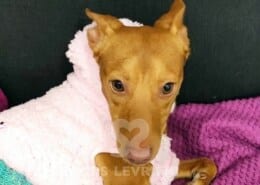 Guapo Podenco