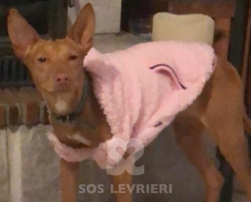 Guapo Podenco