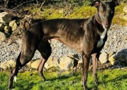 Henry Greyhound