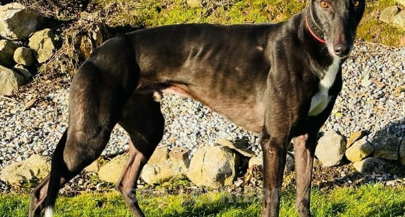 Henry Greyhound
