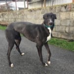 Millie Greyhound