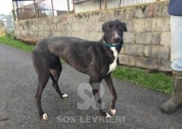 Millie Greyhound