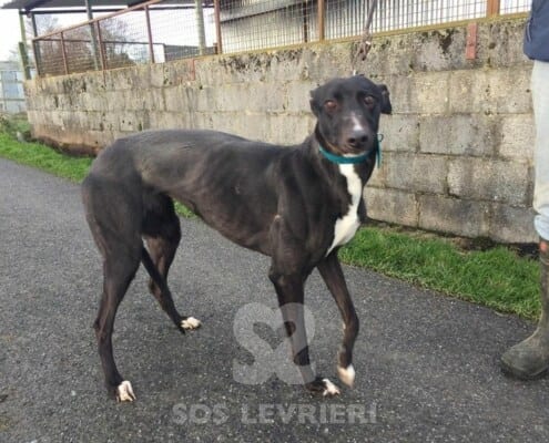 Millie Greyhound