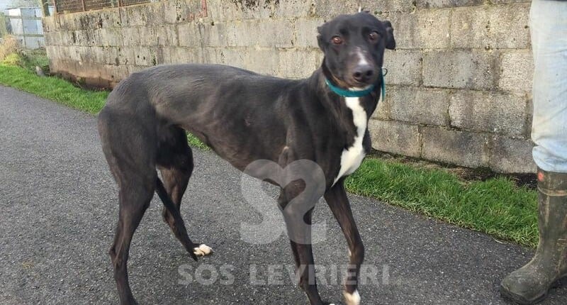 Millie Greyhound