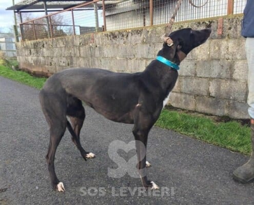 Millie Greyhound