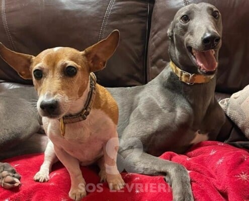 Paddy 3 Greyhound