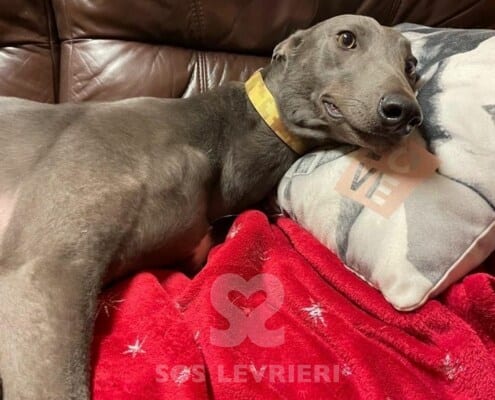 Paddy 3 Greyhound