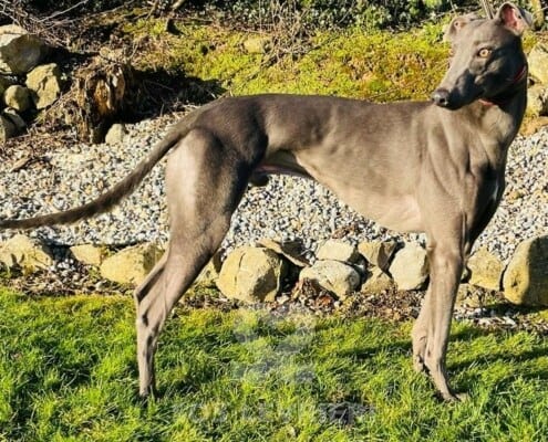 Paddy 3 Greyhound