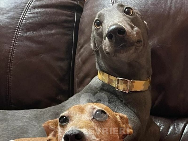 Paddy 3 Greyhound