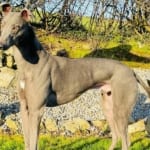 Paddy 3 Greyhound