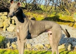 Paddy 3 Greyhound