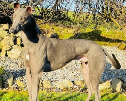 Paddy 3 Greyhound