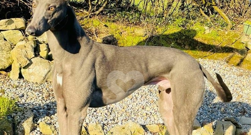 Paddy 3 Greyhound
