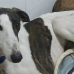 Shilan Galgo