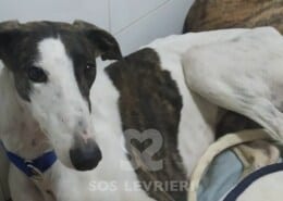 Shilan Galgo