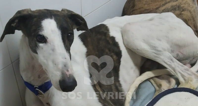 Shilan Galgo