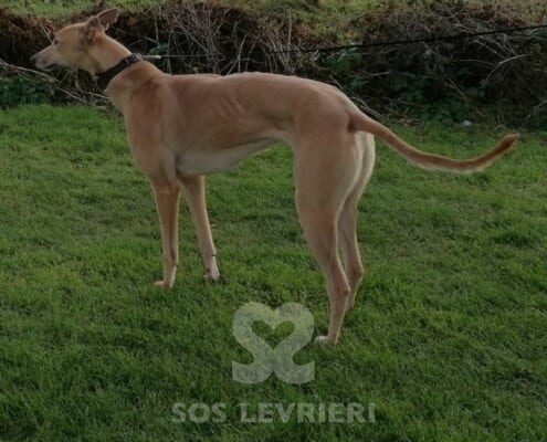 Skye 3 Greyhound