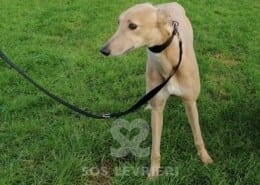 Skye 3 Greyhound