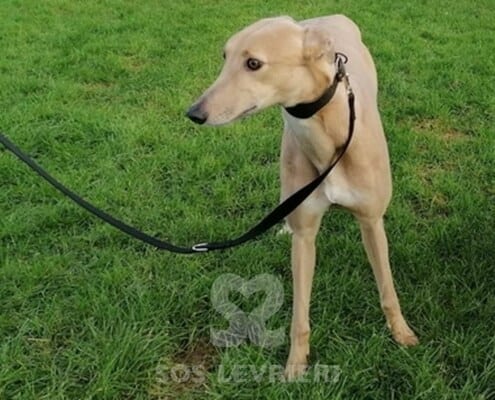 Skye 3 Greyhound