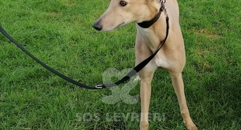 Skye 3 Greyhound