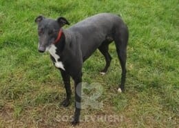 Star 2 Greyhound